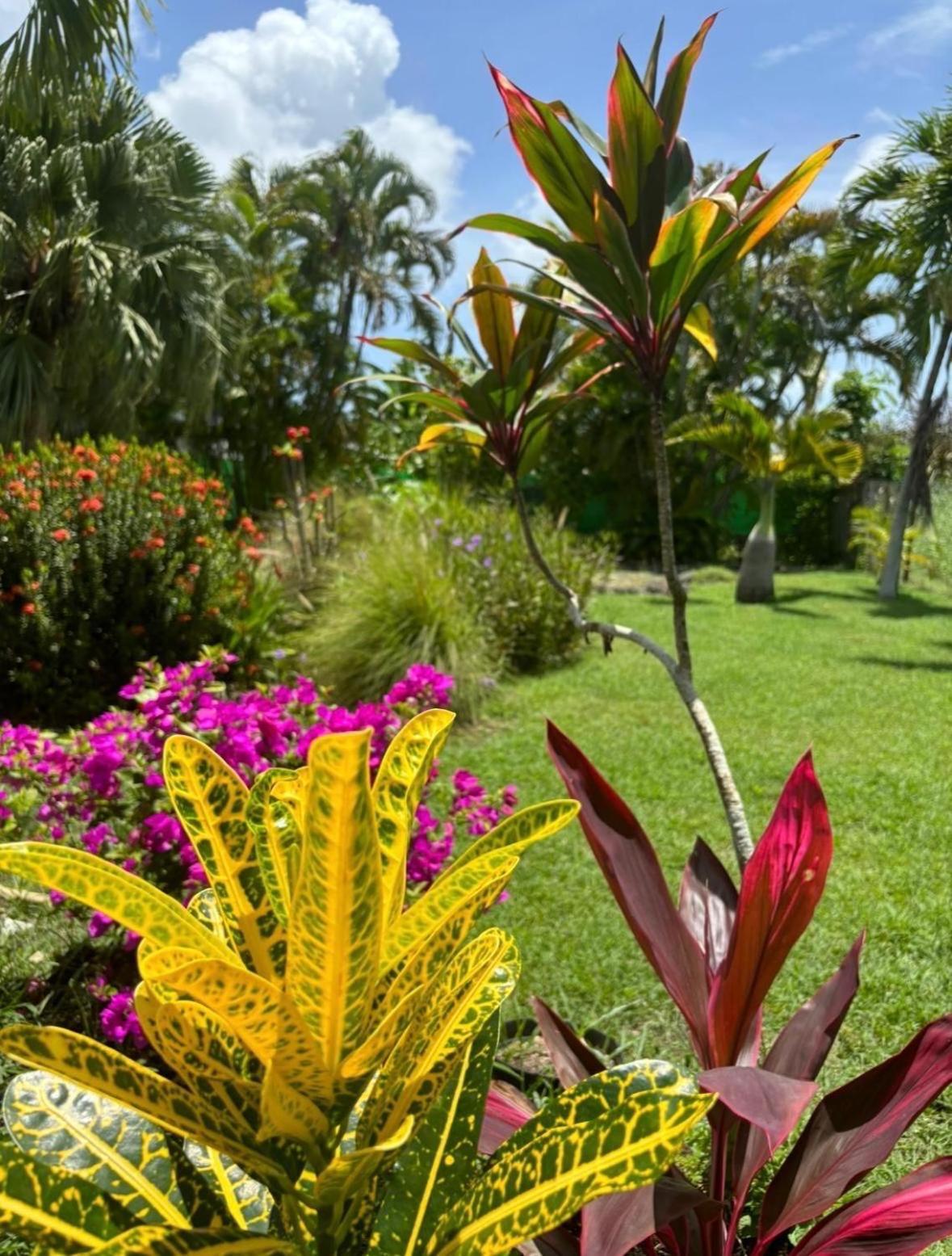 Le Petit Havre Tropical Guadeloupe, Gite, Massages & Spa Сен-Франсуа Екстер'єр фото