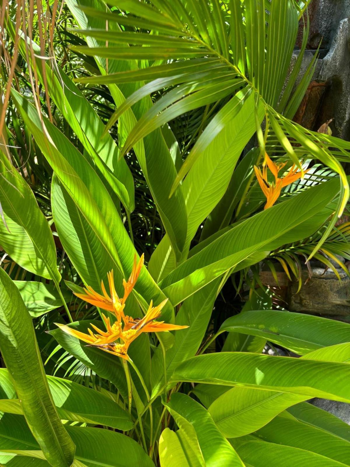 Le Petit Havre Tropical Guadeloupe, Gite, Massages & Spa Сен-Франсуа Екстер'єр фото