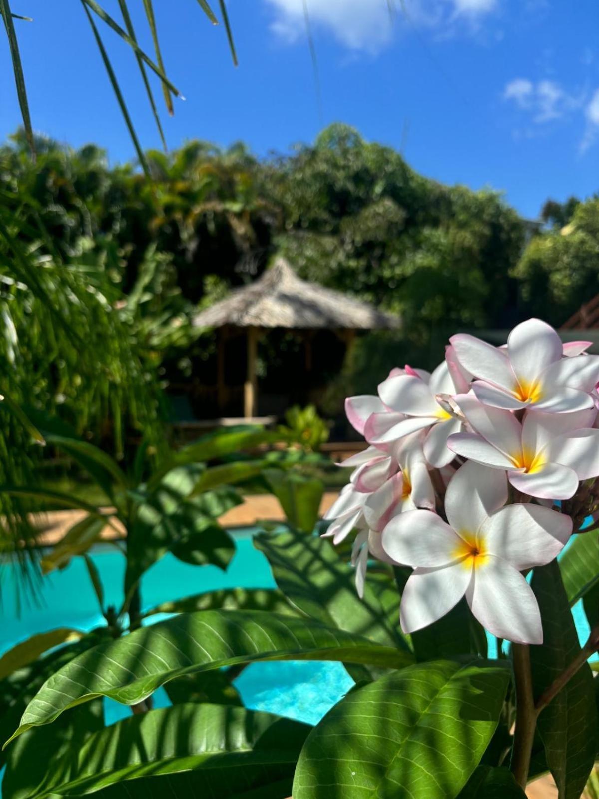 Le Petit Havre Tropical Guadeloupe, Gite, Massages & Spa Сен-Франсуа Екстер'єр фото